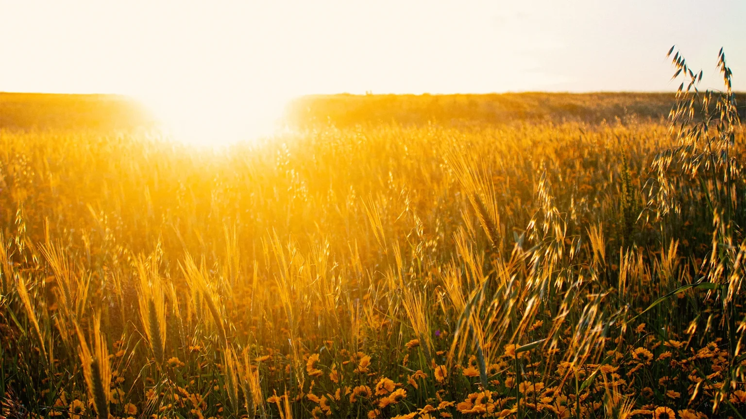 Golden field at sunset